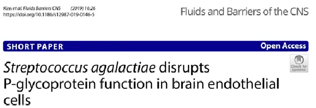 论文解读——无乳链球菌干扰脑内皮细胞P-糖蛋白的功能