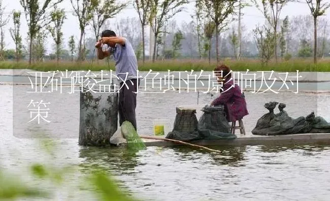 亚硝酸盐对鱼虾的影响及对策 | 淡水养殖