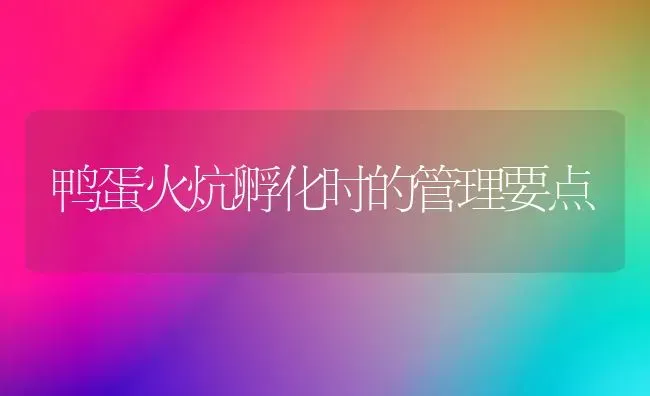 鸭蛋火炕孵化时的管理要点 | 家禽养殖