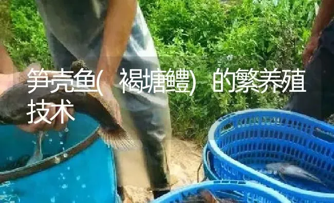 笋壳鱼(褐塘鳢)的繁养殖技术 | 淡水养殖