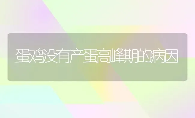 蛋鸡没有产蛋高峰期的病因 | 家禽养殖