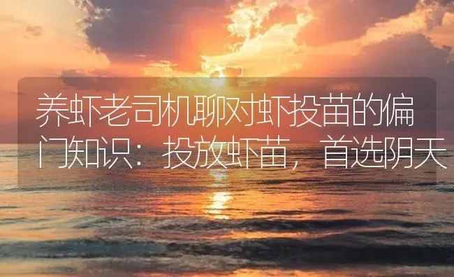 养虾老司机聊对虾投苗的偏门知识：投放虾苗，首选阴天 | 海水养殖