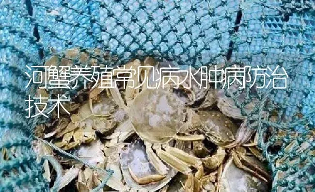 河蟹养殖常见病水肿病防治技术 | 淡水养殖