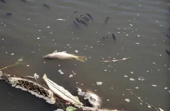 高温季节鱼虾浮头的原因和防治方法