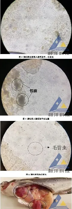 [每周一例]尾孢子虫引起斑点叉尾鮰烂鳃、死亡