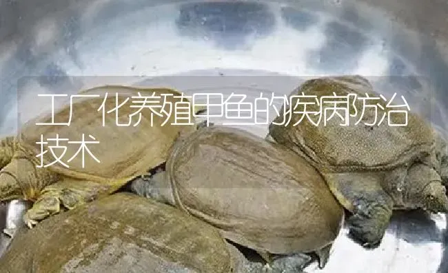 工厂化养殖甲鱼的疾病防治技术 | 淡水养殖