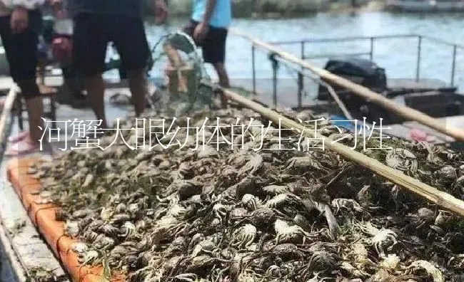 河蟹大眼幼体的生活习性 | 淡水养殖