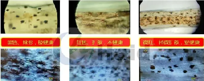 南美白对虾养殖模式百家争鸣，大棚养殖出路何在？