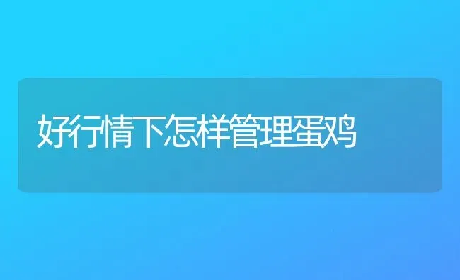 好行情下怎样管理蛋鸡 | 家禽养殖