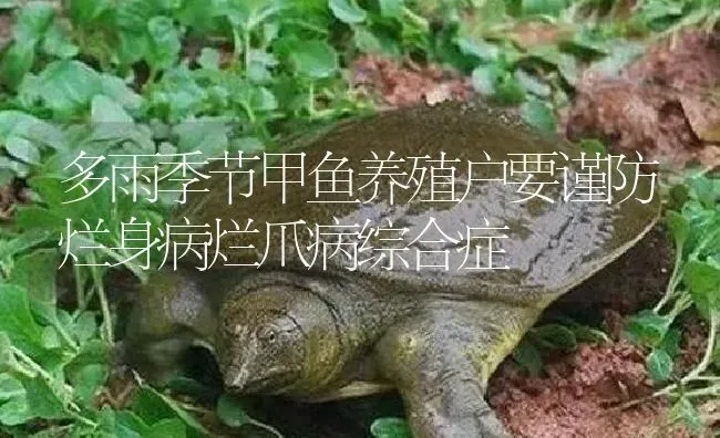 多雨季节甲鱼养殖户要谨防烂身病烂爪病综合症 | 淡水养殖