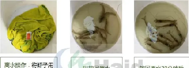 南美白对虾养殖模式百家争鸣，大棚养殖出路何在？