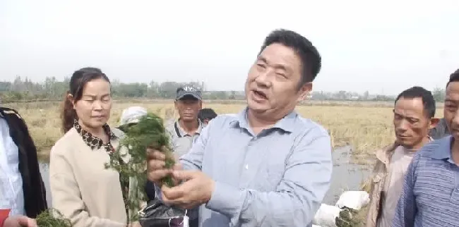 如何“养好”小龙虾？种好水草太关键！水草选不对，一年都白费