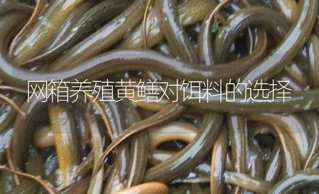 网箱养殖黄鳝对饵料的选择 | 淡水养殖