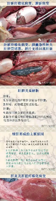 周鑫军：最系统、最全面的草鱼肝胆综合症剖析