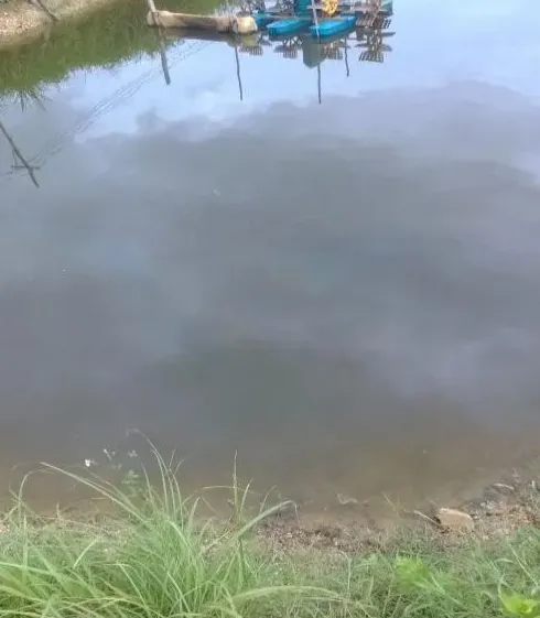 南美白对虾塘裸藻水处理一例