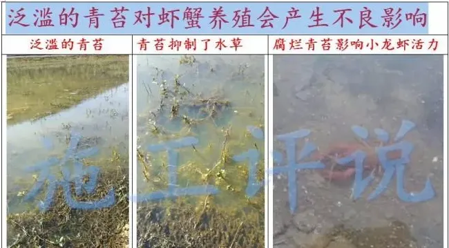 养殖户如何做到让水草清爽，让虾蟹健康