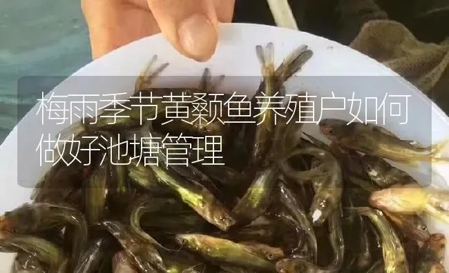 梅雨季节黄颡鱼养殖户如何做好池塘管理 | 淡水养殖