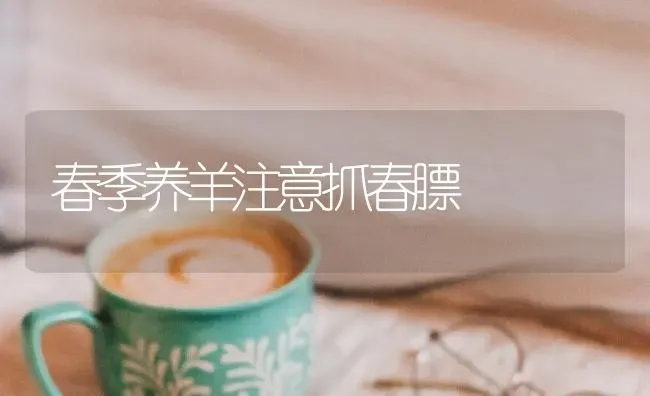 春季养羊注意抓春膘 | 家畜养殖