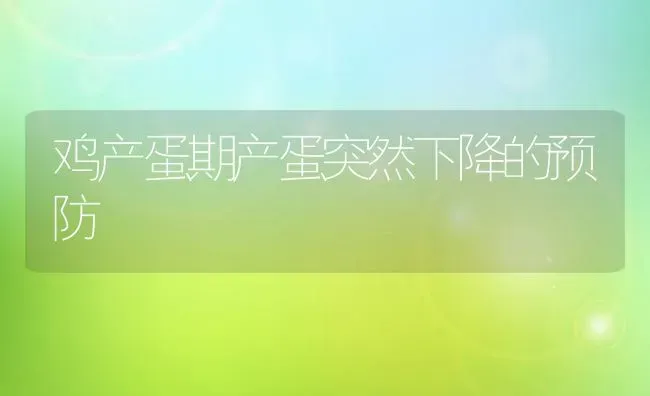 鸡产蛋期产蛋突然下降的预防 | 家禽养殖