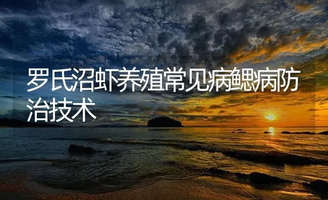罗氏沼虾养殖常见病鳃病防治技术 | 海水养殖