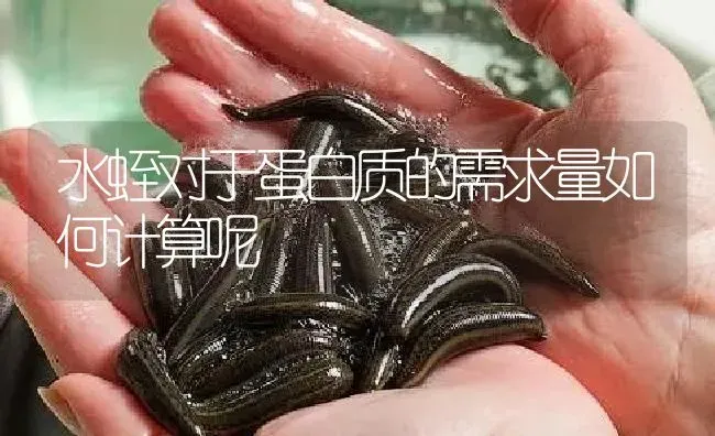 水蛭对于蛋白质的需求量如何计算呢 | 特种养殖