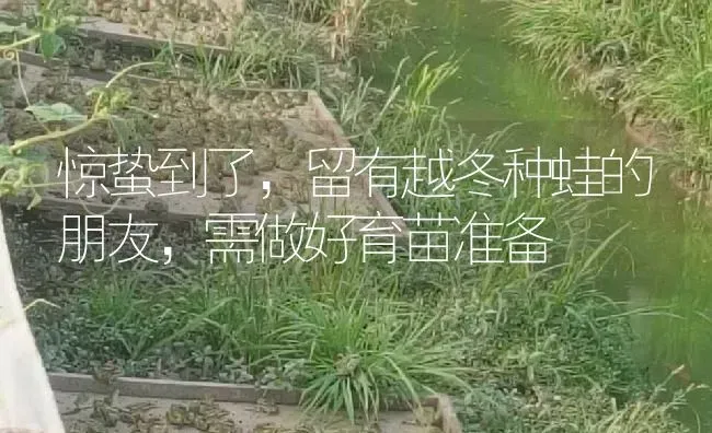 惊蛰到了，留有越冬种蛙的朋友，需做好育苗准备 | 特种养殖