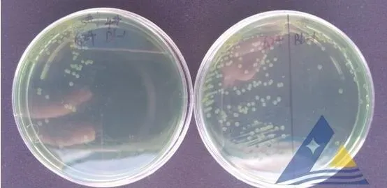 [每周一例]溶氧剧烈变化引起对虾气泡病