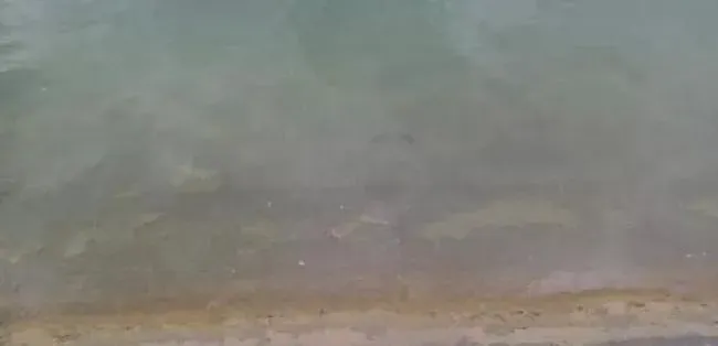 老参圈也能长出大规格海参的秘密