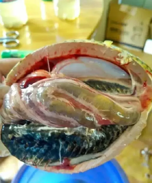 治疗鱼病要综合分析找出病因，才能有效减少误诊