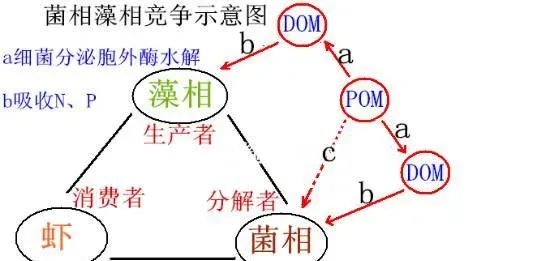 南美白对虾小棚养殖之水环境