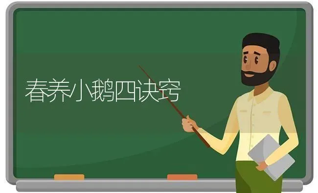 春养小鹅四诀窍 | 家禽养殖