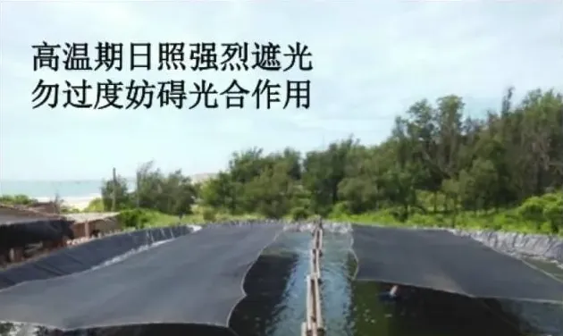 杜国平关于南美白对虾塘水质管理的课件分享