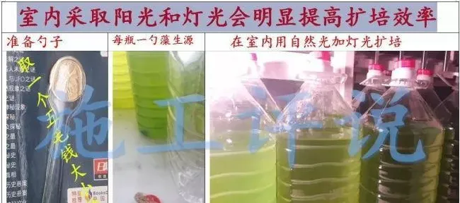 微藻净化水质的效果如何才能最大化？这三个条件少不了！