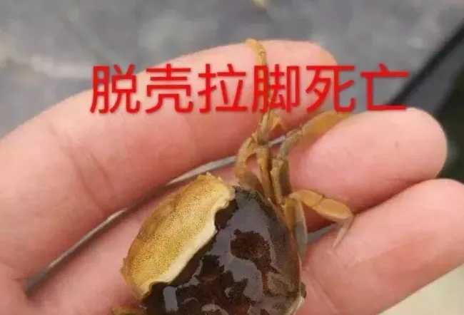 河蟹一壳：我拿生命陪你赌，你怎舍得让我输