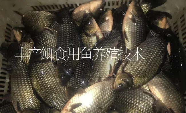 丰产鲫食用鱼养殖技术 | 淡水养殖