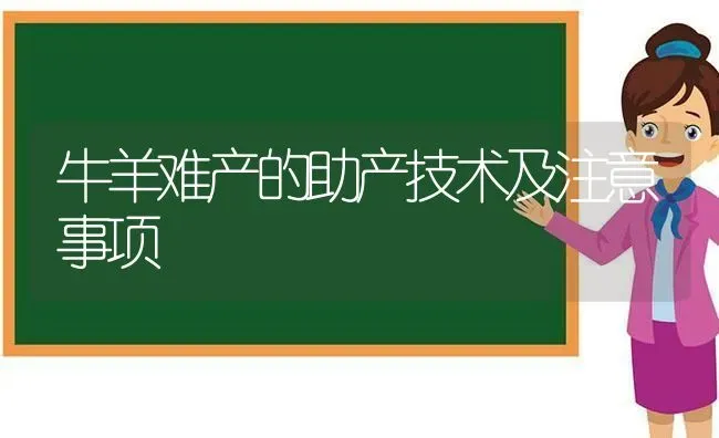 牛羊难产的助产技术及注意事项 | 家畜养殖