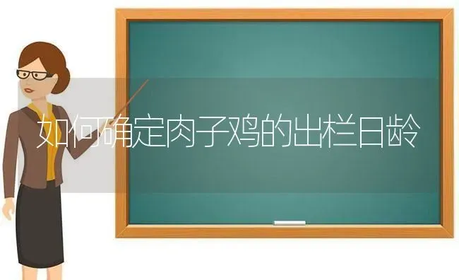 如何确定肉子鸡的出栏日龄 | 家禽养殖