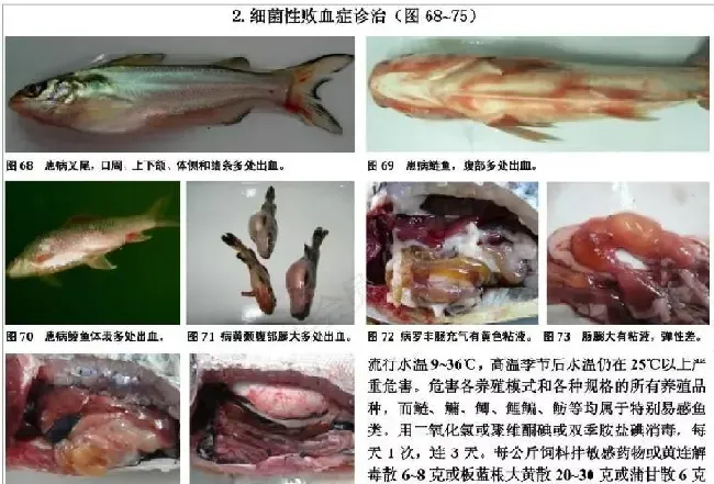 淡水养殖鱼类诊治挂图（养殖界最值得收藏的内容）