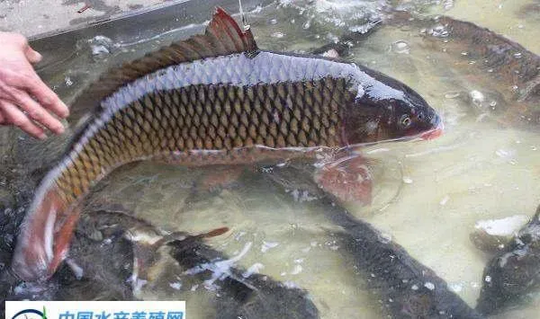 这种复养技术能提高鲤鱼两倍的亩产量