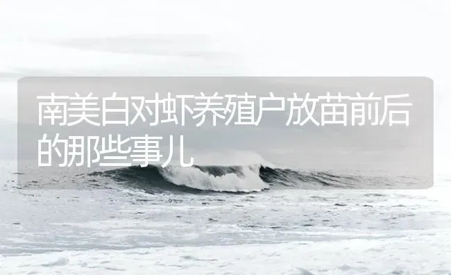 南美白对虾养殖户放苗前后的那些事儿 | 海水养殖