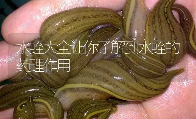 水蛭大全让你了解到水蛭的药理作用 | 养殖病虫害防治