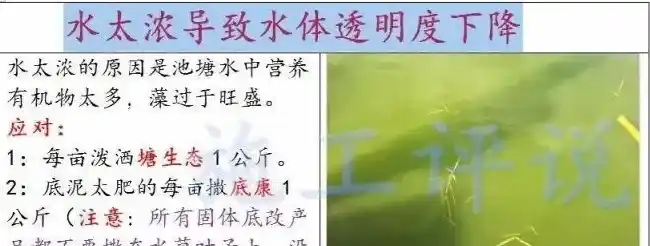 养殖户如何做到让水草清爽，让虾蟹健康