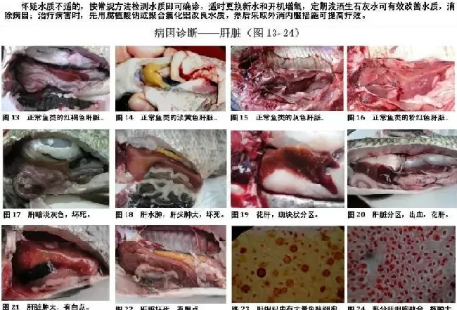 淡水养殖鱼类诊治挂图（养殖界最值得收藏的内容）