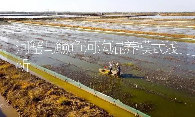 河蟹与鳜鱼河沟混养模式浅析 | 淡水养殖