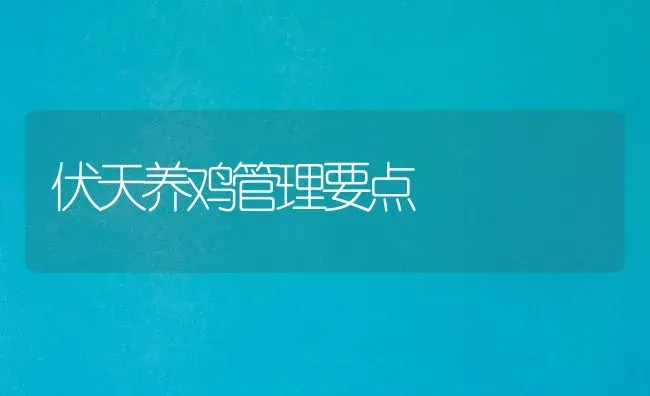 伏天养鸡管理要点 | 家禽养殖