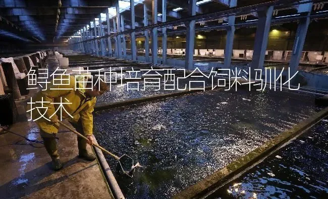 鲟鱼苗种培育配合饲料驯化技术 | 淡水养殖