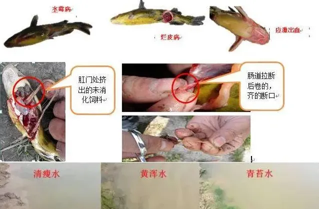 早春时节黄颡鱼烂皮病、出血病预防有妙招