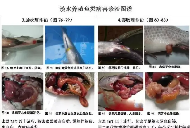 淡水养殖鱼类诊治挂图（养殖界最值得收藏的内容）