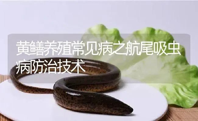 黄鳝养殖常见病之航尾吸虫病防治技术 | 淡水养殖
