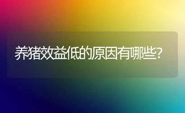 养猪效益低的原因有哪些？ | 家畜养殖